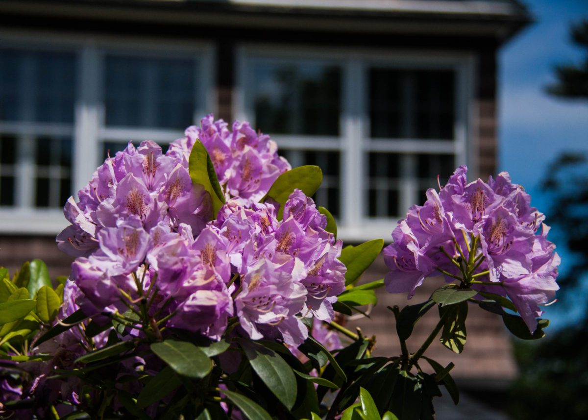 Pink Rhododendron