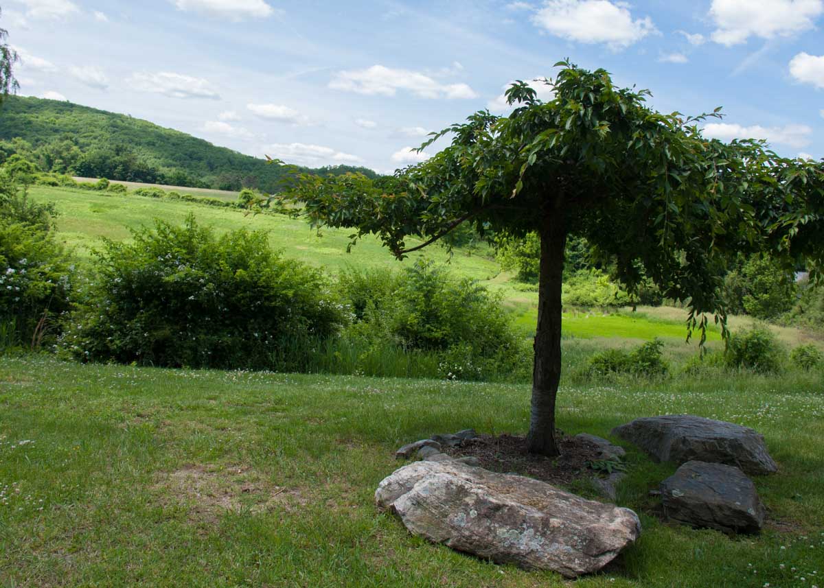 red-barn-lawn-area-with-tree-overlooking-hay-fields