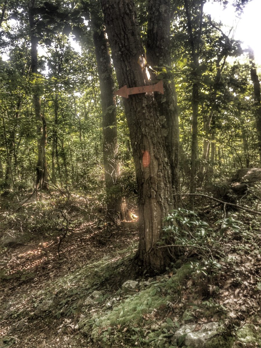 woods, trees with light filtering through sign to orange trail