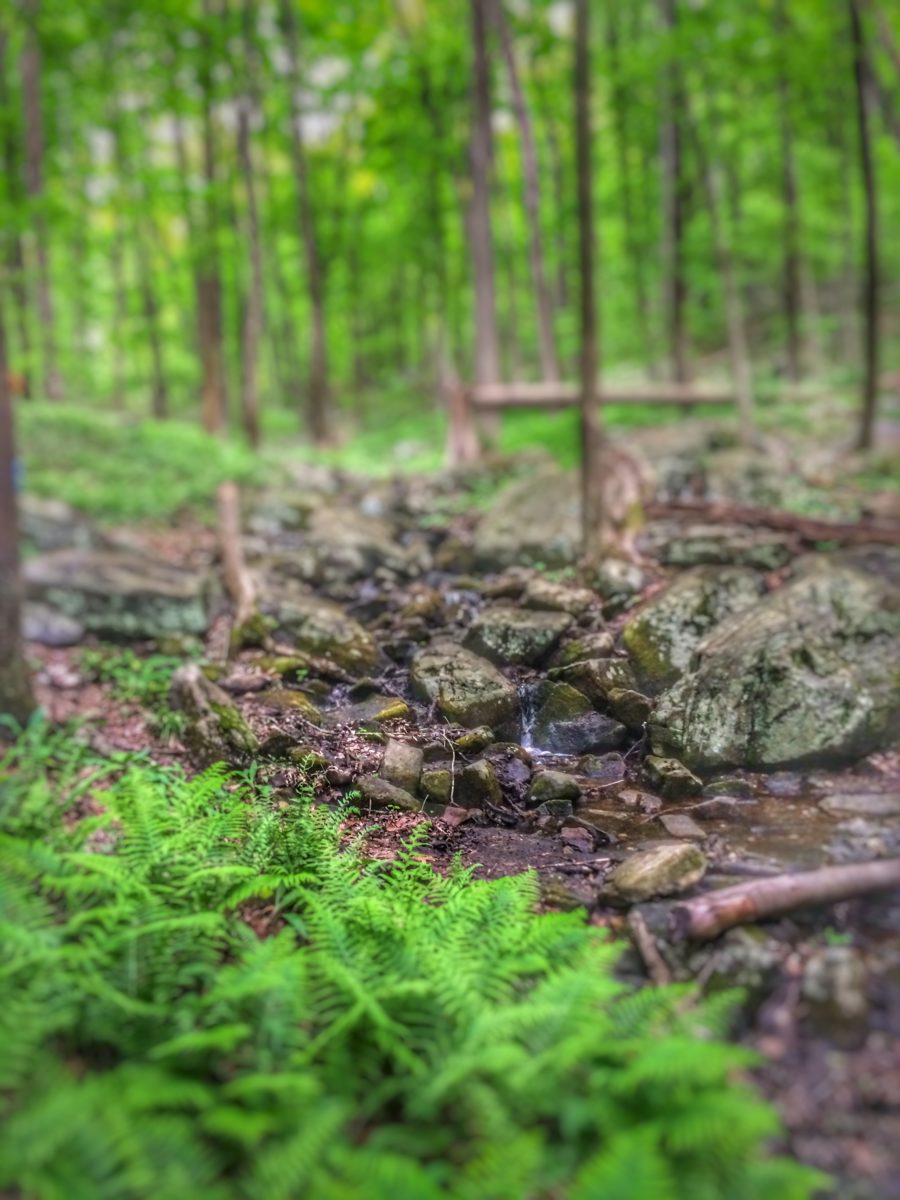 woods, green ferns, muddy trails